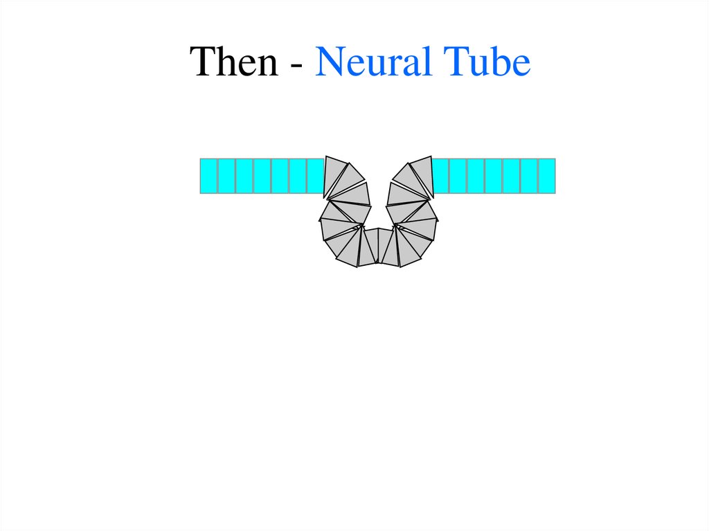Then - Neural Tube