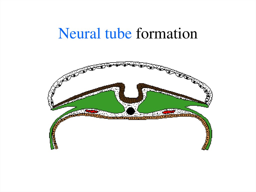 Neural tube formation