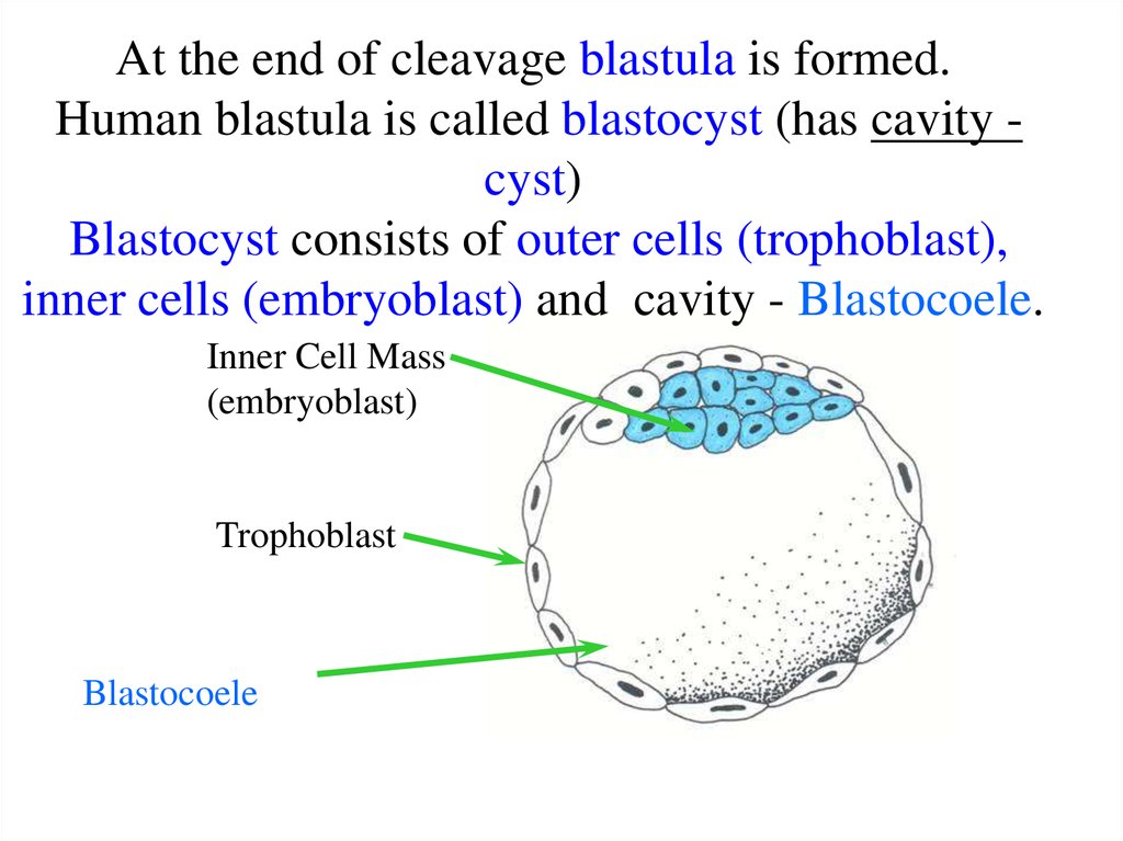 Consists of the first. Holoblastic,. Types of blastula. Human embryogenesis. Blastocyst biopsy.