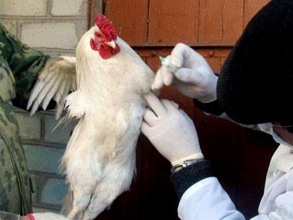 Прививка от птичьего гриппа. Вакцинация против птичьего гриппа. Вакцинация птицы от птичьего гриппа. Вакцина против птичьего гриппа для кур.
