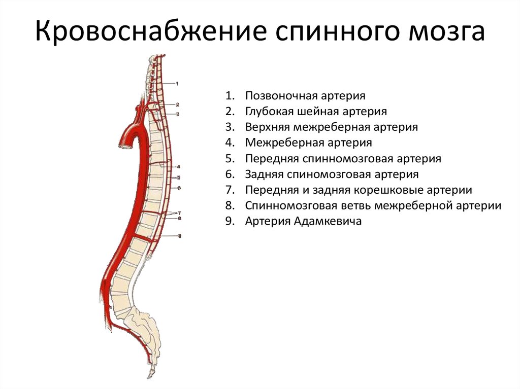 Артерии задних сегментов. Источники кровоснабжения спинного мозга. Схема кровоснабжения головного и спинного мозга. Кровоснабжение и иннервация спинного мозга. Сосуды спинного мозга анатомия.