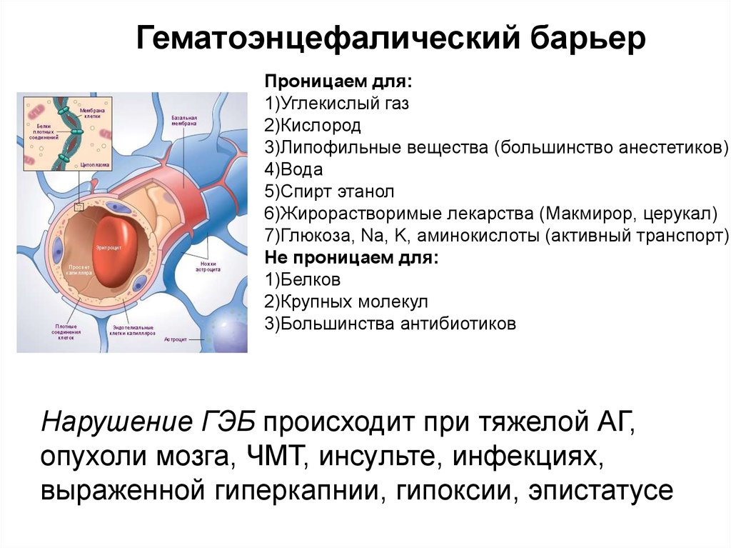 Схема гематоэнцефалического барьера