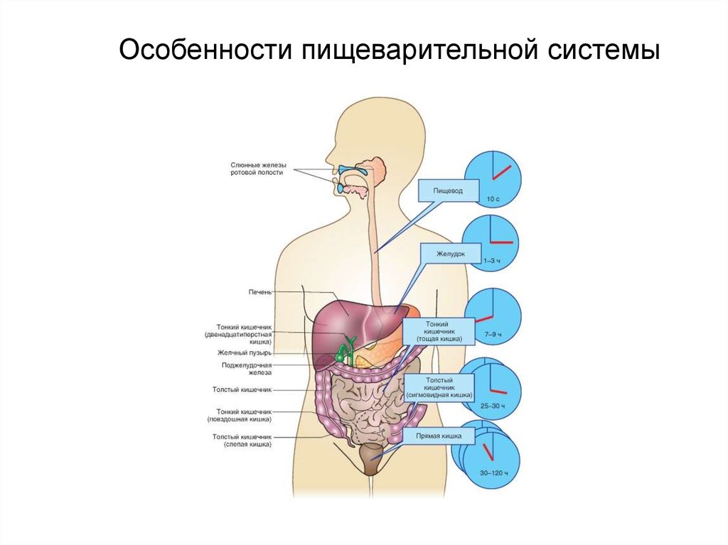 Возрастная анатомия строение. Строение функции и возрастные особенности пищеварительной системы. Возрастные особенности строения органов пищеварения. Возрастные изменения строения и функций пищеварительной системы.. Органы системы (особенности строения) пищеварительная система.