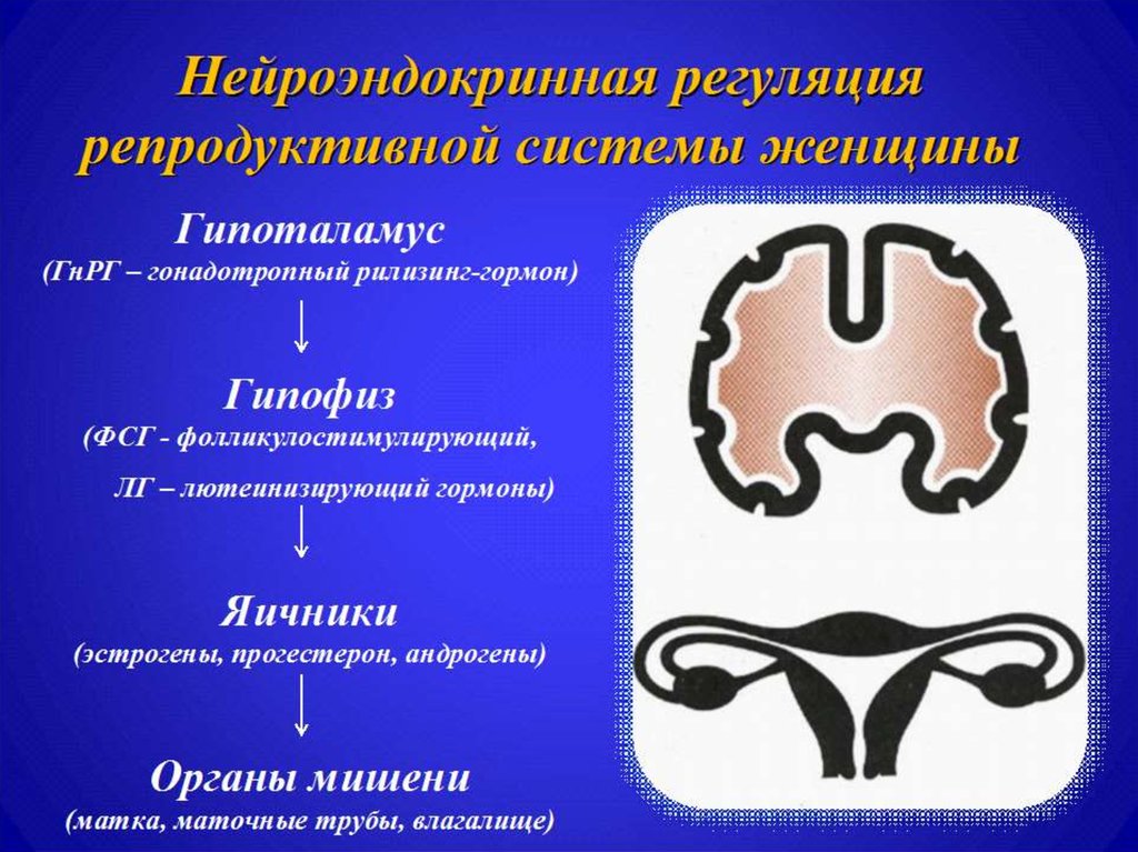 Гипоменструальный синдром презентация