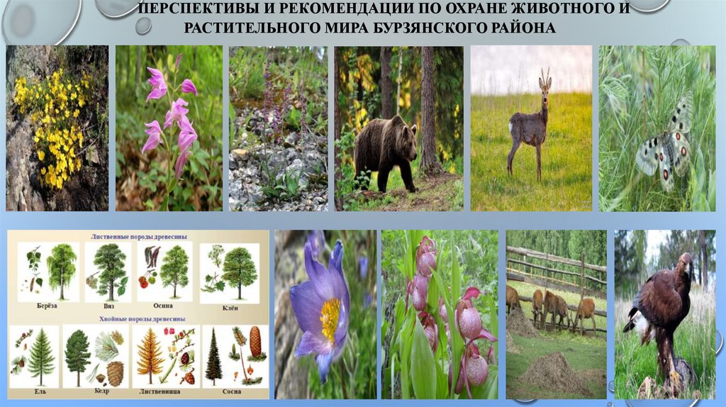Красная книга башкортостана животные и растения фото с названиями