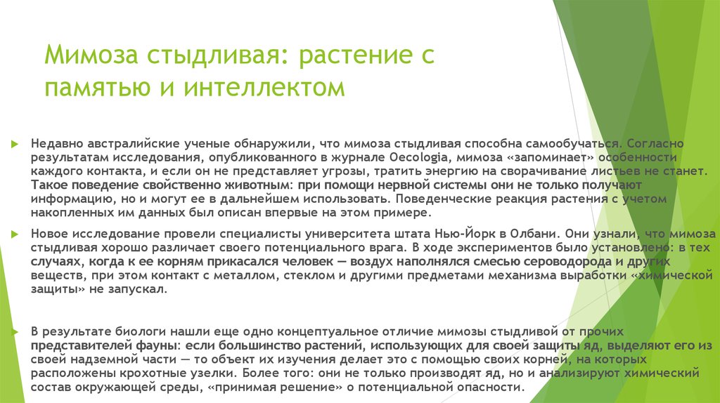 Мимоза стыдливая: растение с памятью и интеллектом