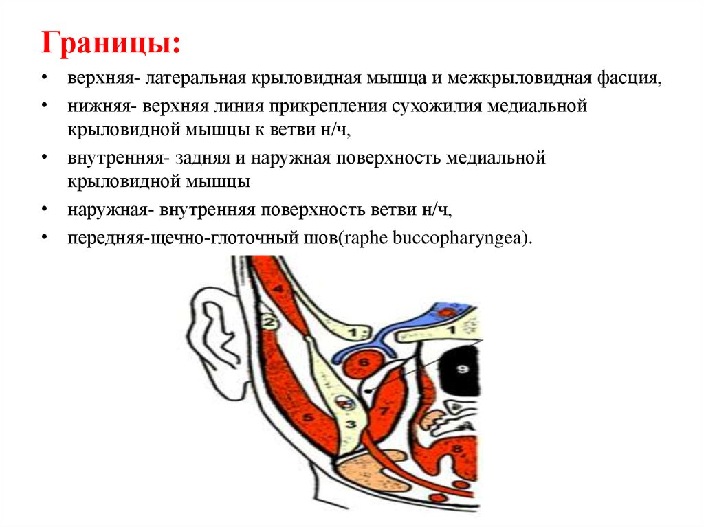 Крыловидно нижнечелюстное пространство. Межкрыловидная фасция. Пальпация латеральной крыловидной мышцы. Межкрыловидный промежуток содержимое.