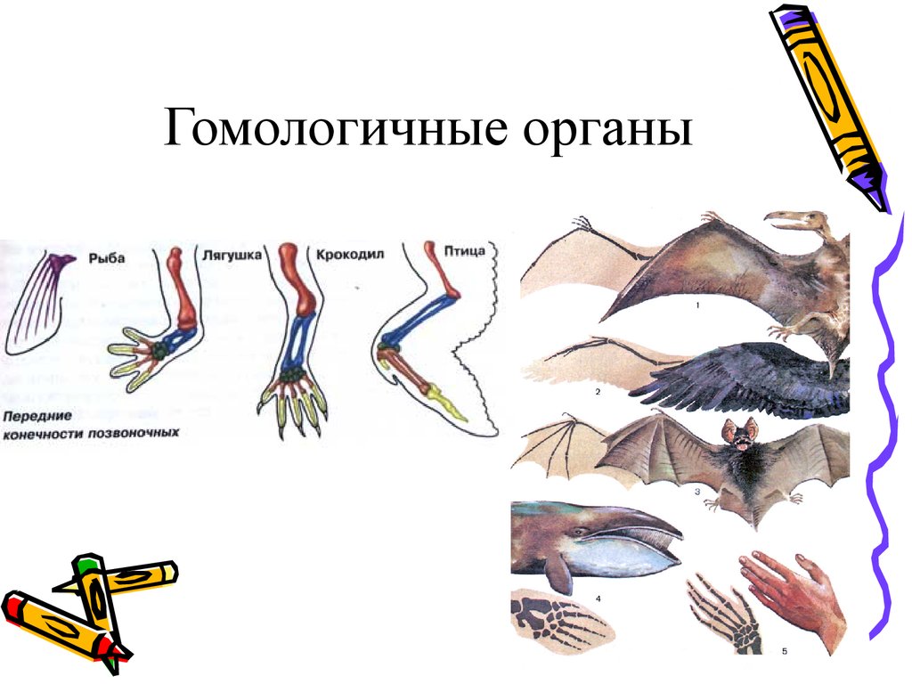Ласты кита и роющие конечности. Гомология конечностей позвоночных. Гомологичные органы это биология. Гомологичные органы – это органы. Гомологические и аналогичные органы.