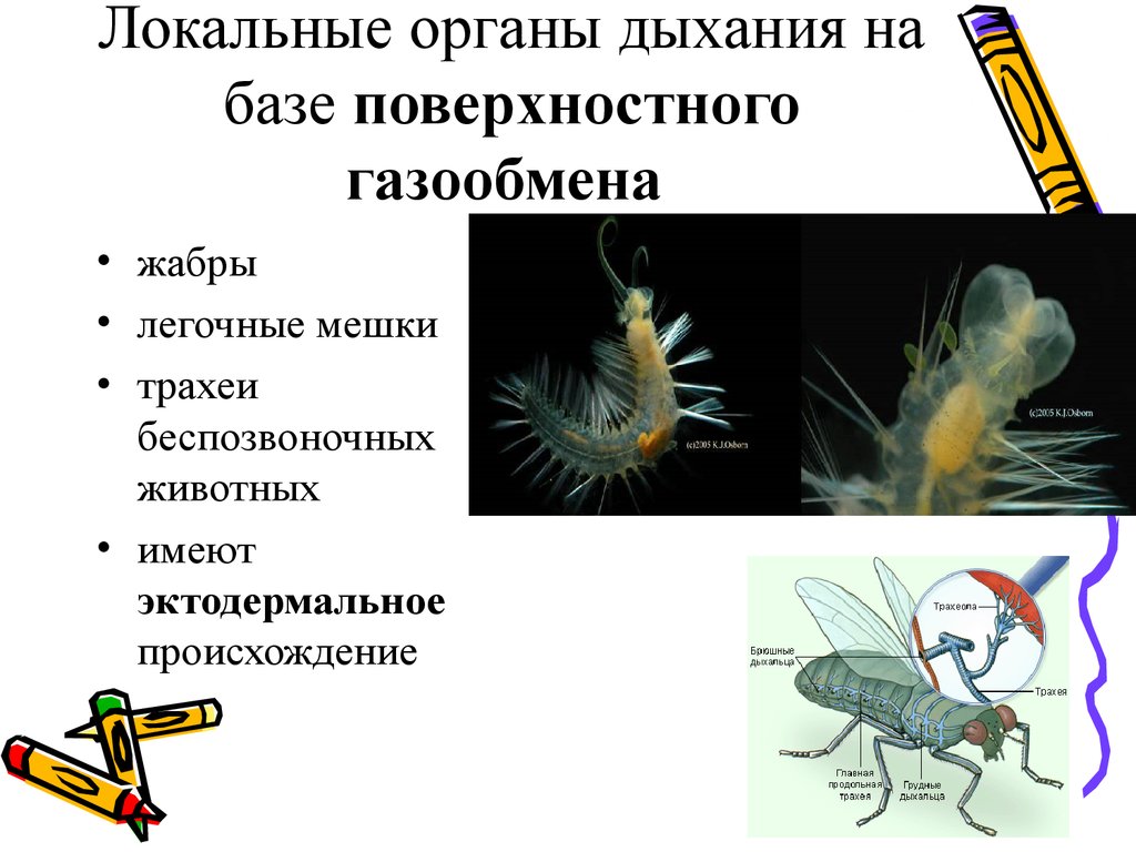 Локальные органы. Происхождение органов дыхания. Локальные органы дыхания это. Органы дыхания: жабры, трахеи, лёгочные мешки. Органы дыхания имеют происхождение эктодермальное.