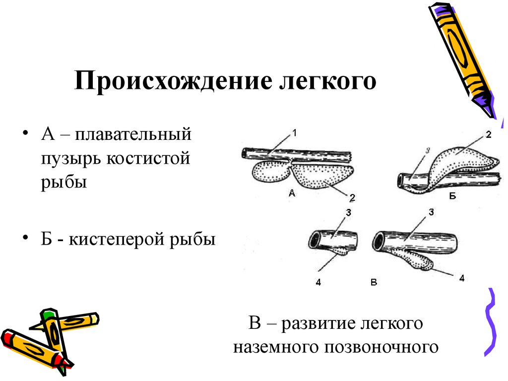 Возникновение легких