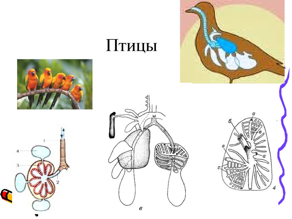 Дыхательная система млекопитающих рисунок