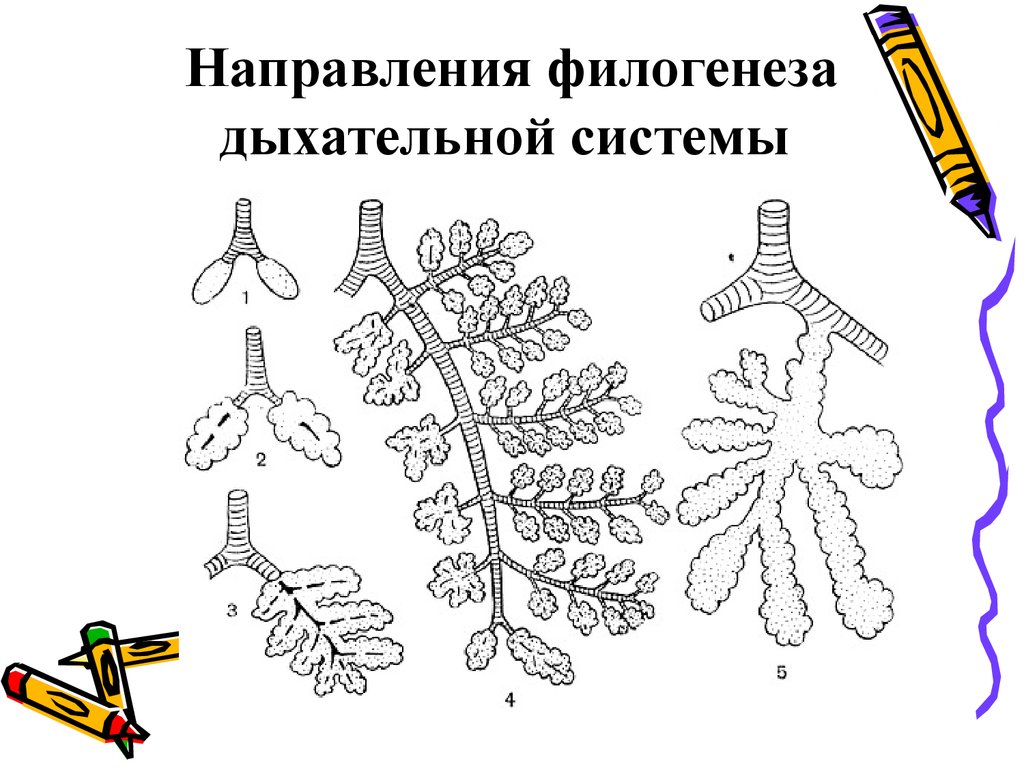 Рассмотрите изображенные на рисунках а и б дыхательные системы позвоночных животных