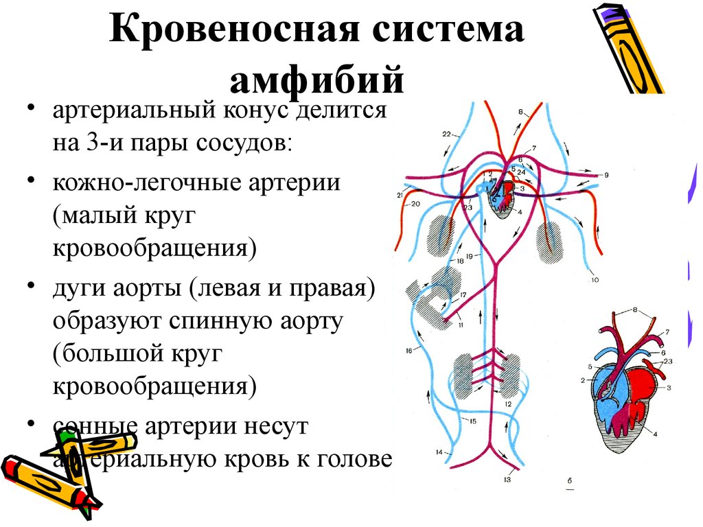 Круг кровообращения амфибий схема