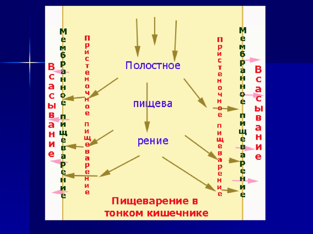 Пищеварение в тонком