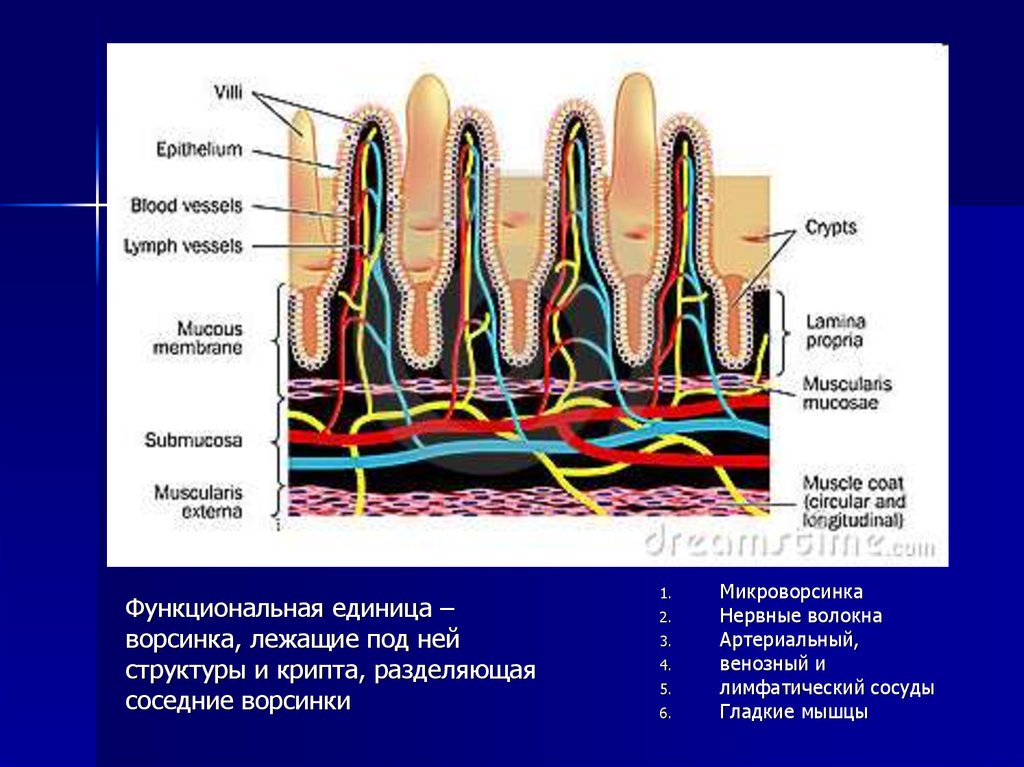 Какая структура ворсинки кишечника обозначена на рисунке цифрой 1