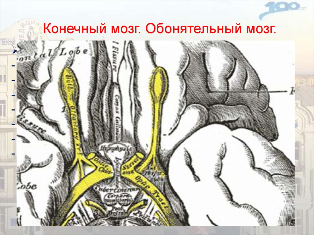 Обонятельный канал. Обонятельный тракт головного мозга. Обонятельный тракт анатомия. Обонятельный тракт и обонятельный треугольник. Тракт обонятельного нерва.