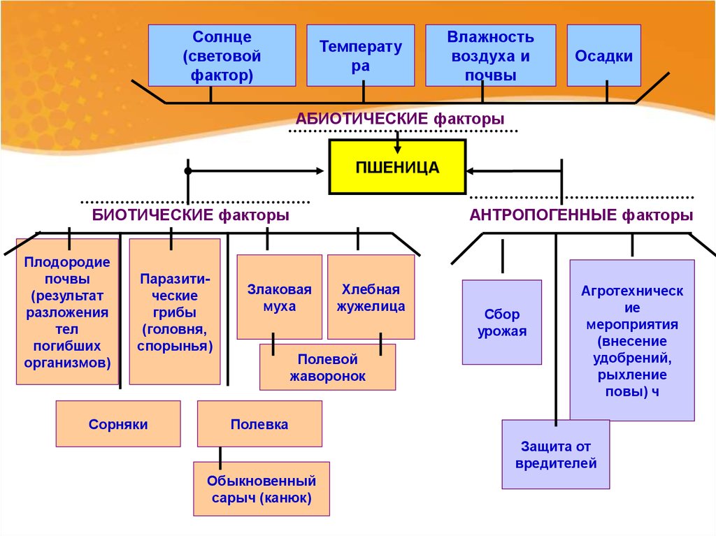 Схема биотических связей