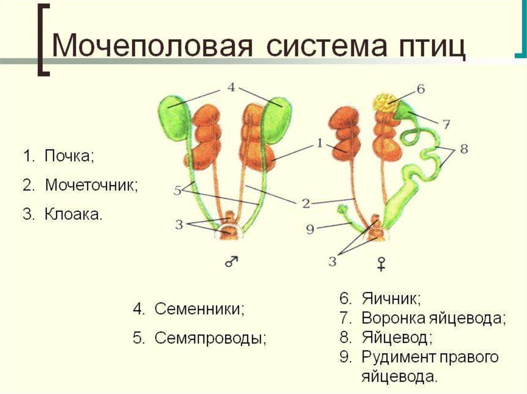 Половая система человека презентация 8 класс биология