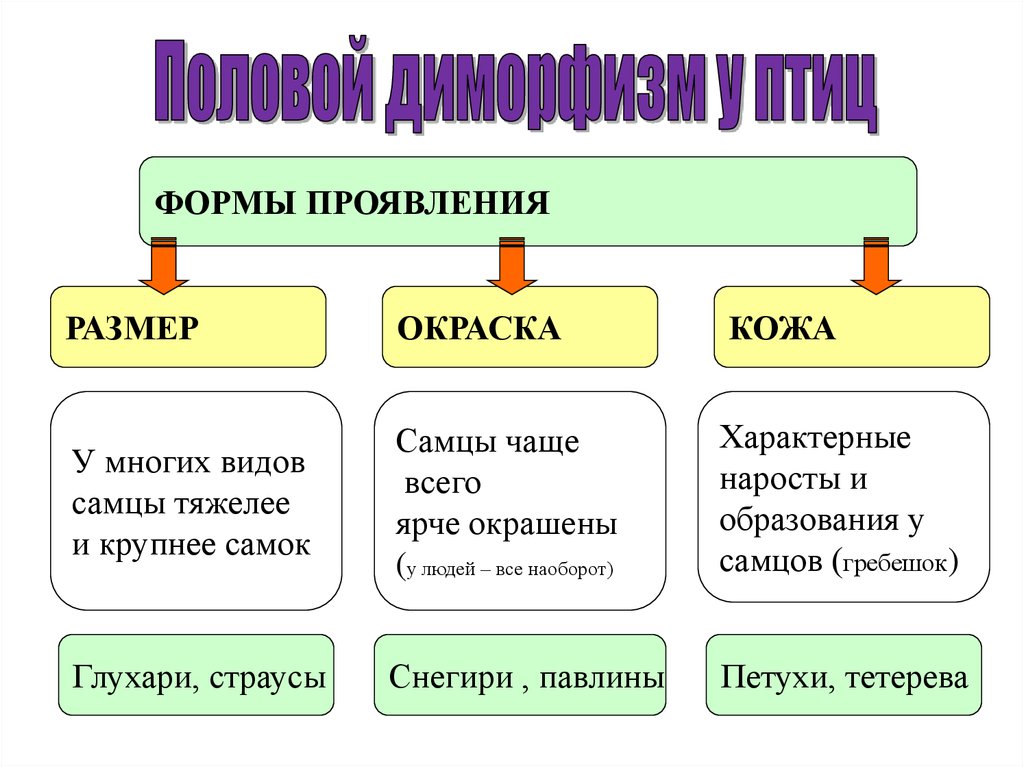 Типы самцы виды. Половой диморфизм у птиц. Проявить объем