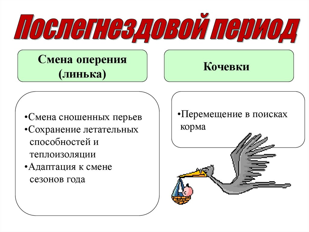 Тест птицы 8 класс с ответами