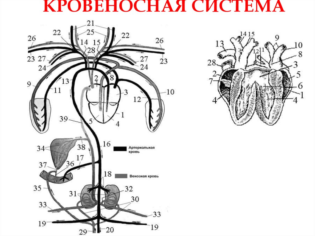 Схема строения кровеносной системы пчелы