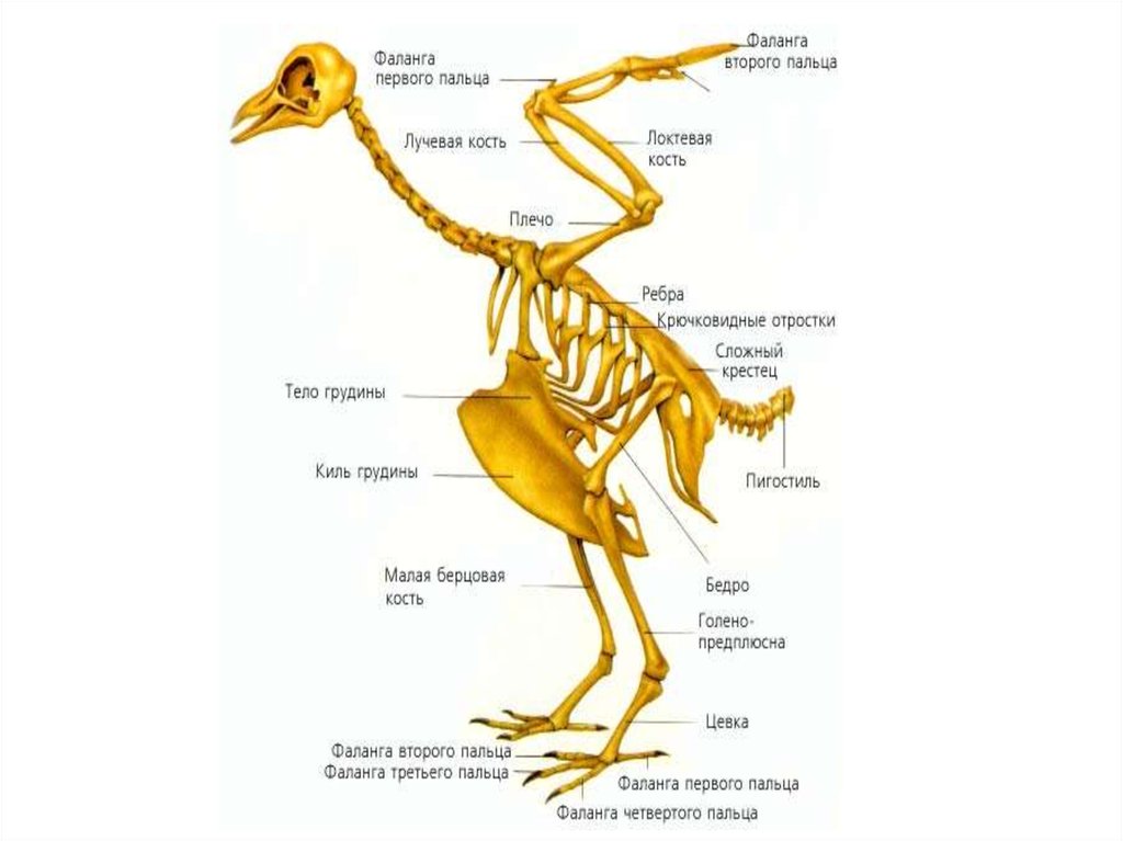 В позвоночнике птиц тест. Сложный крестец у птиц. Скелет птицы. Сложный крестец у птиц образован. Скелет птицы сложный крестец.