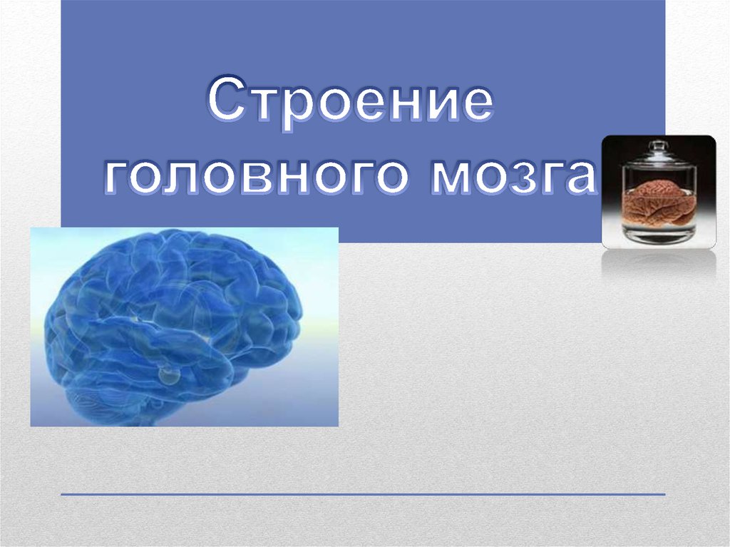 Строение головного мозга презентация 8 класс