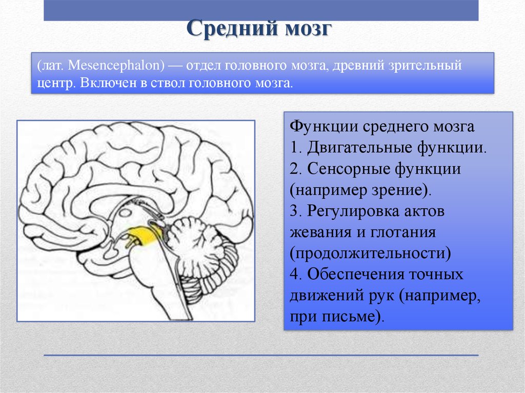 Презентация про мозг человека