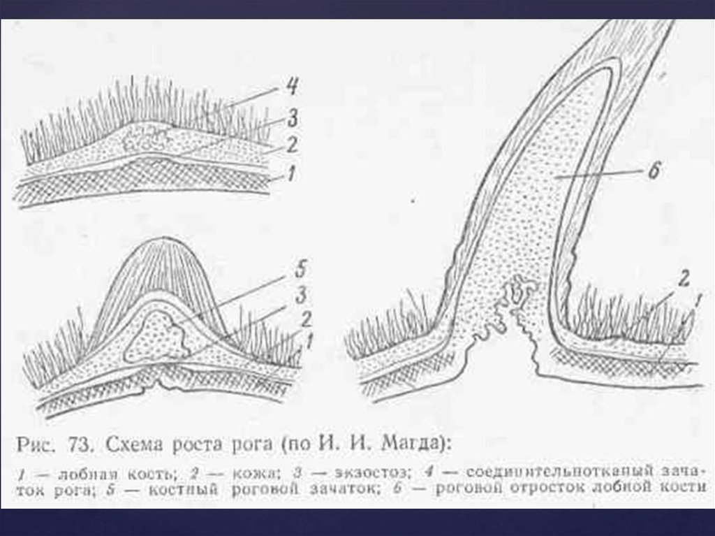 Схема рогов. Строение рогового отростка у коровы. Схема роста Рогов и строение. Строение рога жвачных.