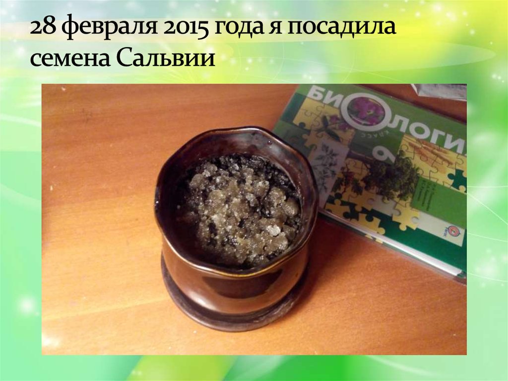 28 февраля 2015 года я посадила семена Сальвии