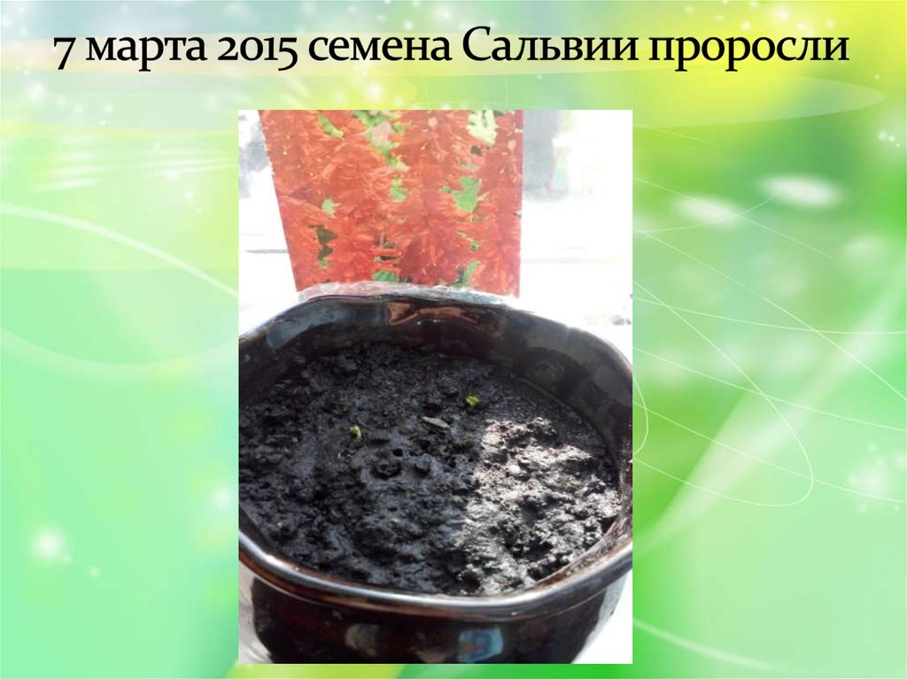 7 марта 2015 семена Сальвии проросли
