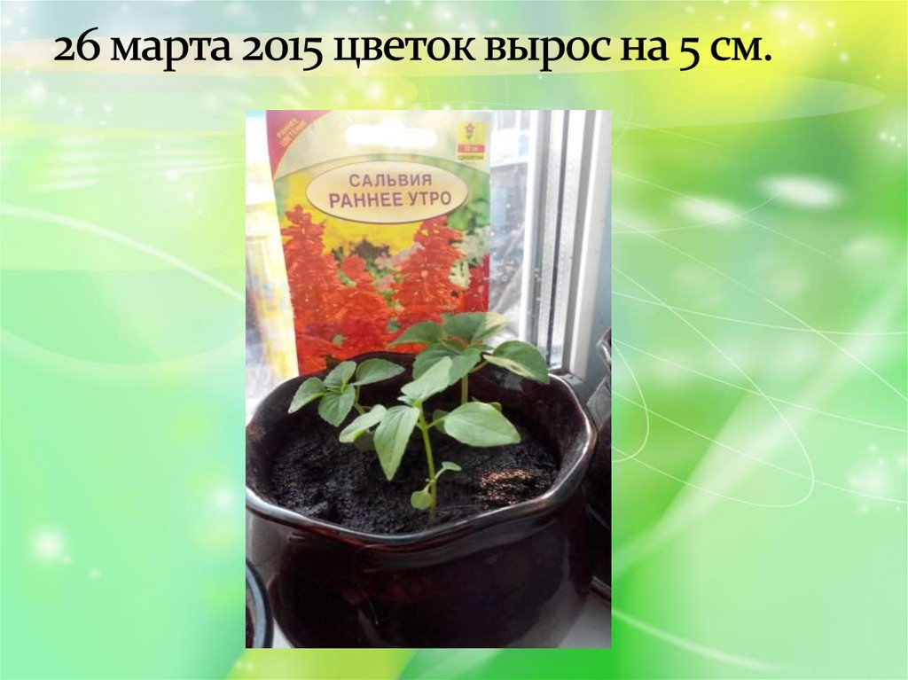 26 марта 2015 цветок вырос на 5 см.