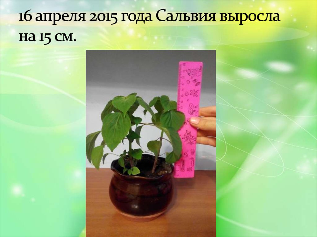 16 апреля 2015 года Сальвия выросла на 15 см.