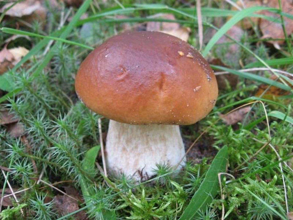 Узнать какой гриб по фото онлайн бесплатно
