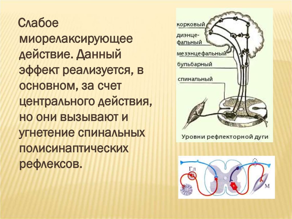 Уровень рефлексов