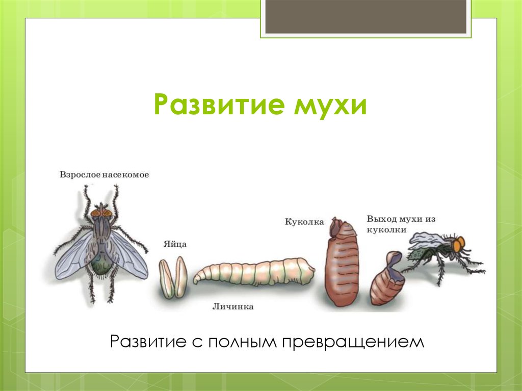 Тип превращения мухи. Схема жизненного цикла развития мухи. Цикл развития комнатной мухи. Комнатная Муха жизненный цикл. Цикл развития двукрылых.