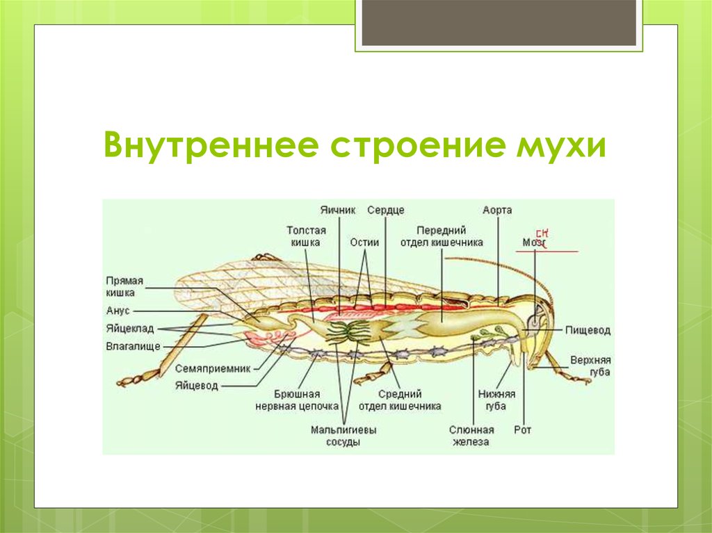 Схема строения насекомых