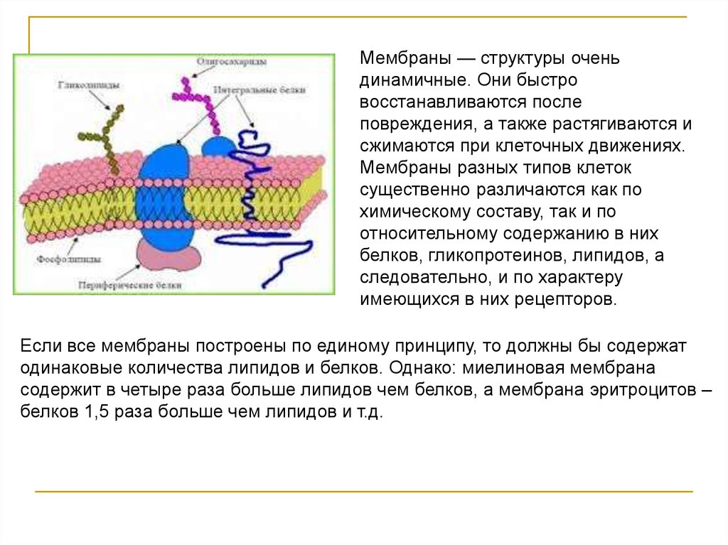 Свойства функции мембраны. Клеточная мембрана биологические структуры. Регуляторная функция биологической мембраны. Элементарная биологическая мембрана функции. Характеристика клеточной мембраны.