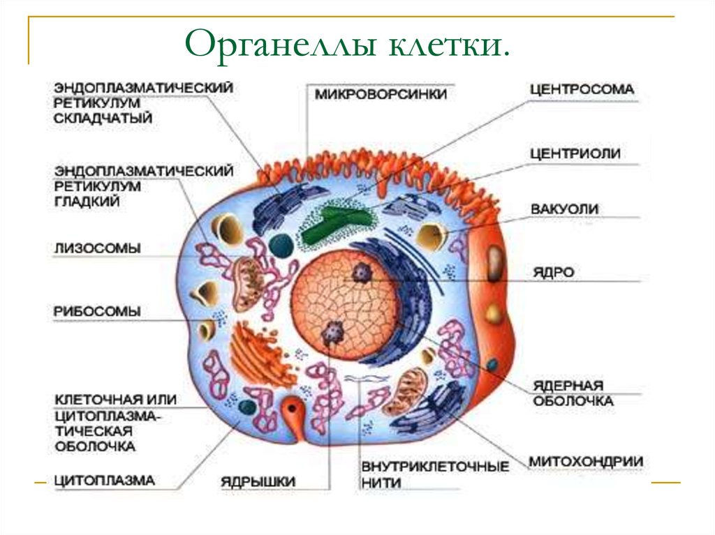 Каким номером обозначен рисунок клетки содержащей два типа полуавтономных органелл