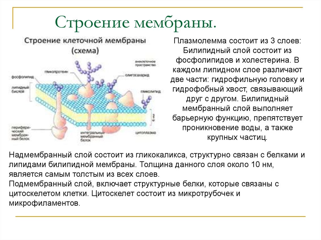 Компоненты мембраны. Клеточная мембрана структура и функции. Строение свойства и функции клеточной мембраны. Клеточная мембрана строение и функции. Состав и строение биологических мембран.