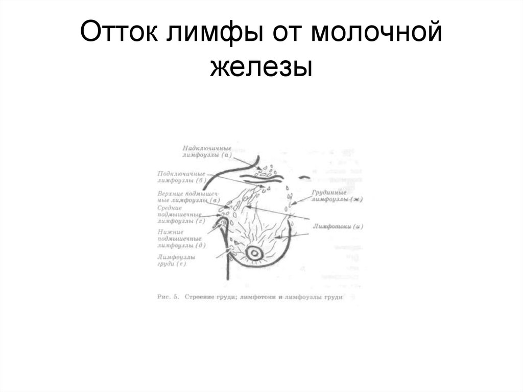 Схема лимфооттока от молочной железы