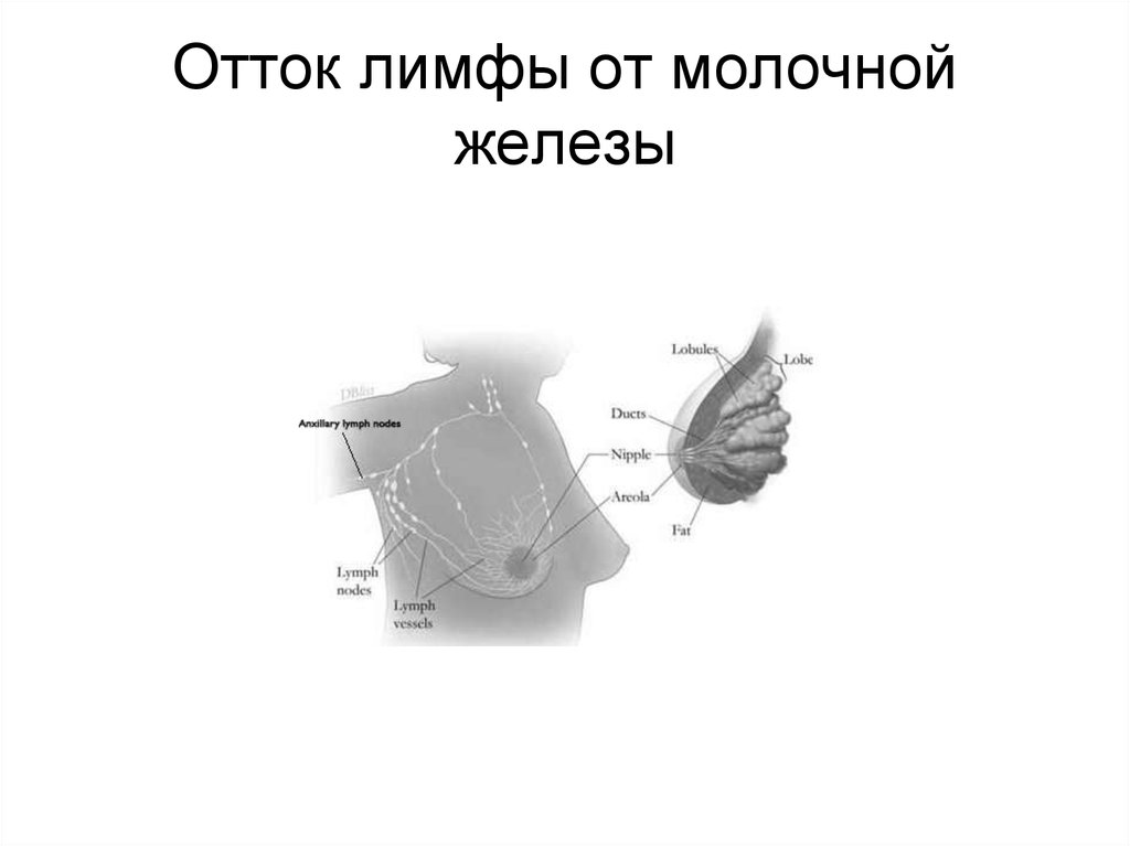 Лимфоотток молочной. Лимфоотток от молочной железы. Лимфатический отток от молочной железы. Схема оттока лимфы от молочной железы. Отток лимфы в молочной железе.