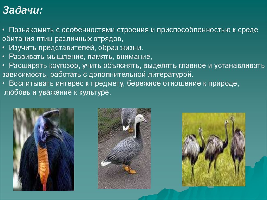 Реферат: Надотряд типичные новонёбные птицы. Отряд страусы