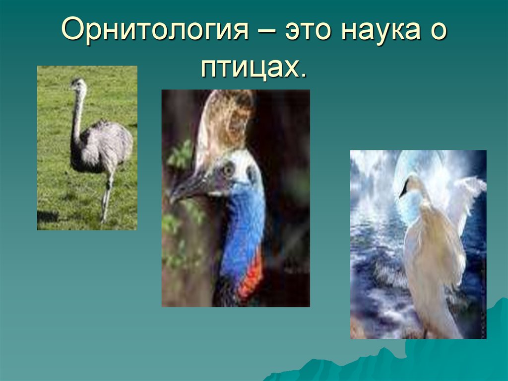 Реферат: Надотряд типичные новонёбные птицы. Отряд страусы