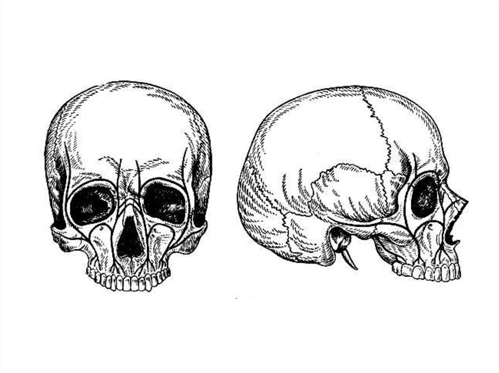 Возрастная анатомия черепа