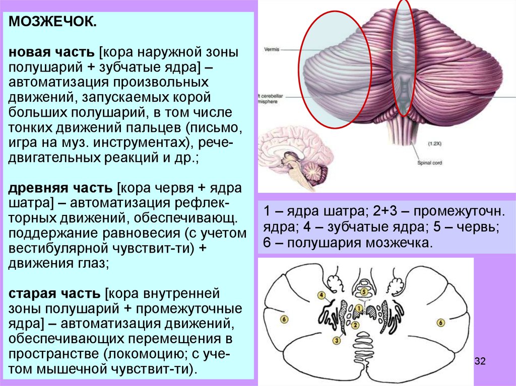 Моторные центры спинного мозга