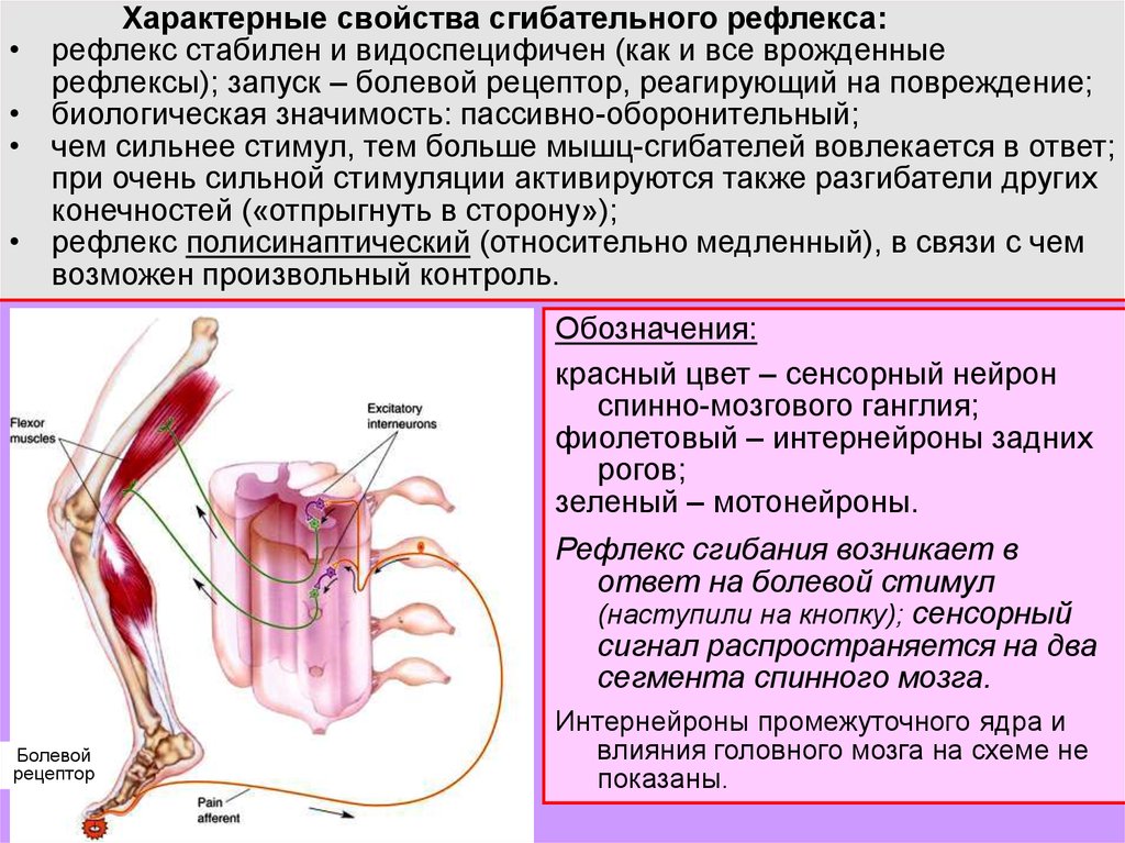 Моторные центры спинного мозга