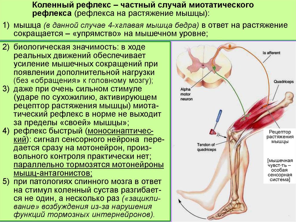 Примеры нервных рефлексов. Коленный рефлекс физиология. Коленный сухожильный рефлекс. Коленный рефлекс ЦНС. Разгибательный коленный рефлекс.