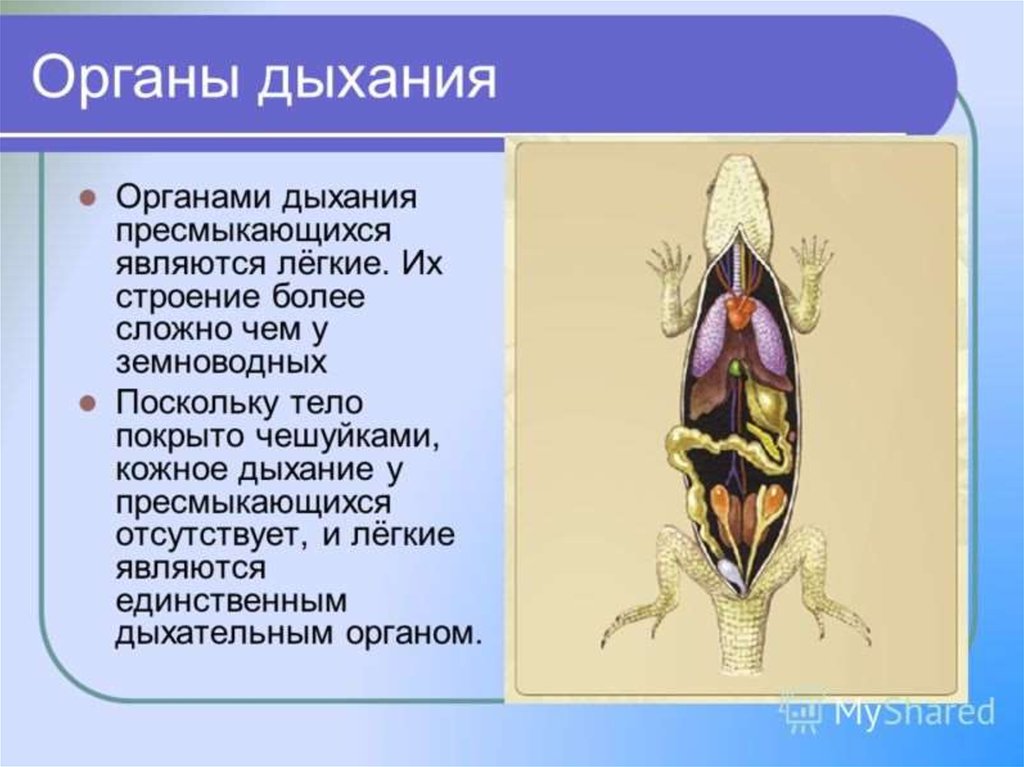 Класс рептилии презентация 7 класс