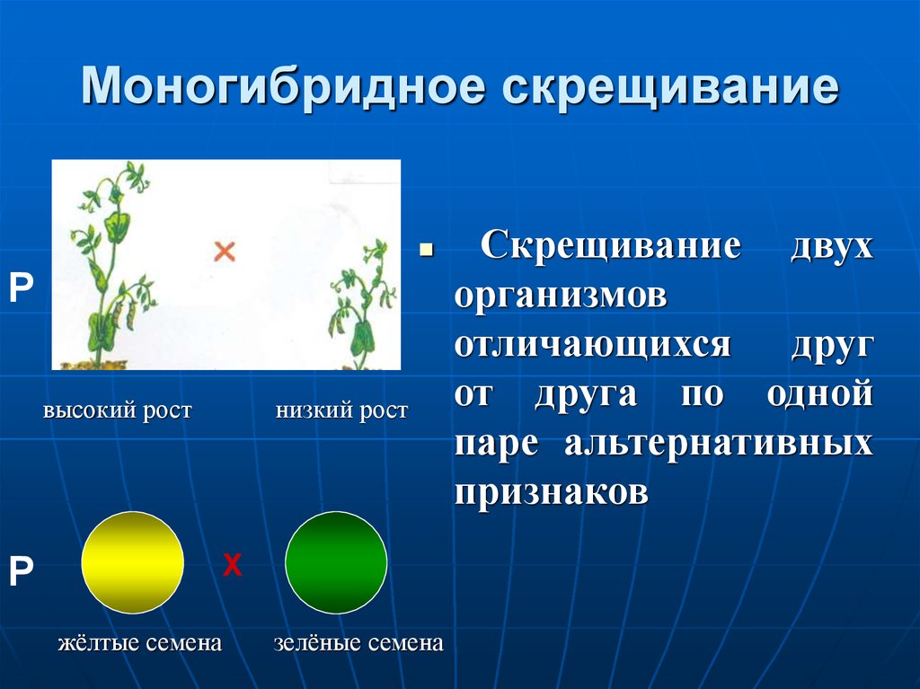 Скрещивание тема по биологии